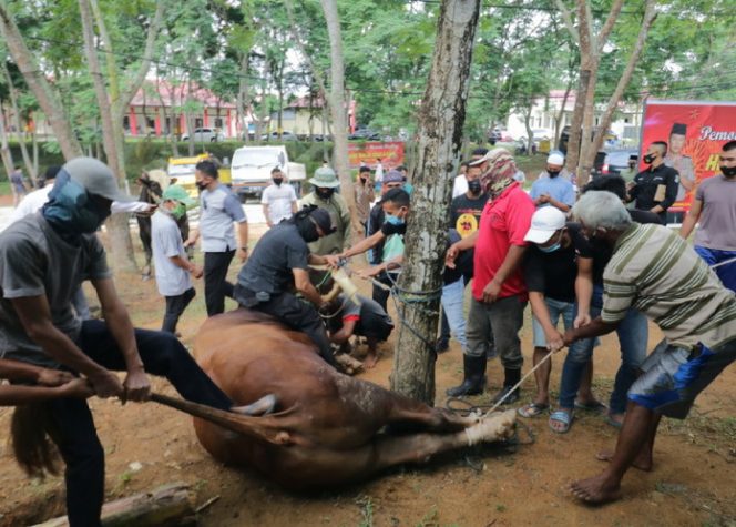 
					Proses pemyembelihan hewan kurban Polda Kepri di Kota Batam, Provinsi Kepri, Jumat (31/7/2020).