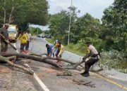Jalan Raya Lintas Barat Bintan Tertutup Pohon Tumbang, Masyarakat Apresiasi Cekatan Briptu Boy Raju